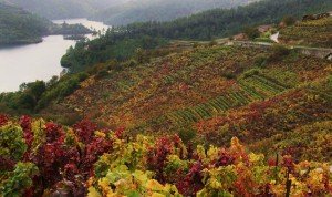 Viñedos-de-la-Ribeira-Sacra-de-Chantada-DIAS-DE-VINO-PORTADA